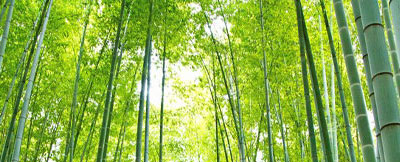 SDGsに人気の環境に優しいバンブーファイバー素材　竹林イメージ
